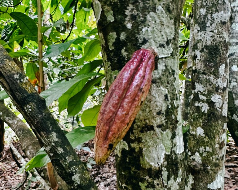 Cocoa tree growing at Dole, Zanzibar