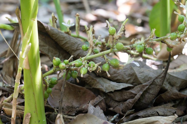 Fresh vivid-green cardamom pods clustered on the living Elettaria cardamomum plant in a shaded plantation