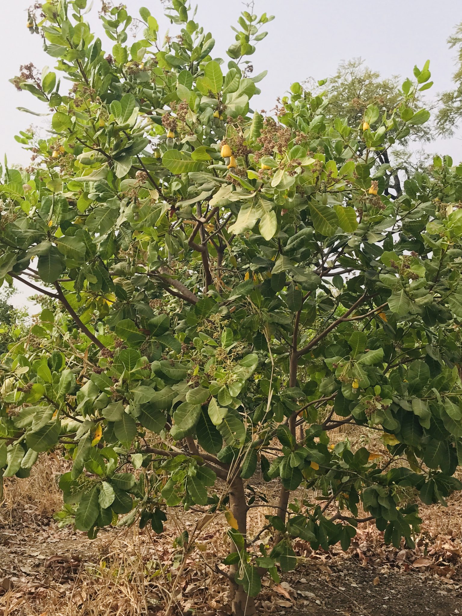 Cashew — Cashew plant/tree — illustrative photo from Ghana; no Tanzania-specific cashew photograph is currently available under an open license