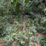 Coffee plant growing under a banana tree, Nkoaranga, Mount Meru slopes near Arusha, Tanzania (1,413m elevation)