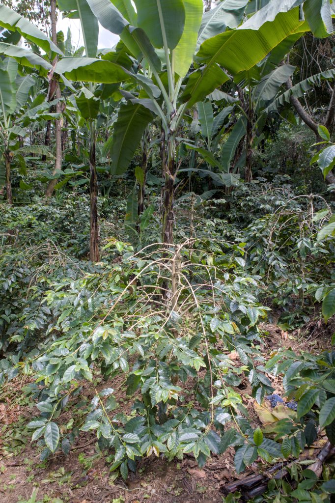 Coffee plant growing under a banana tree, Nkoaranga, Mount Meru slopes near Arusha, Tanzania (1,413m elevation)