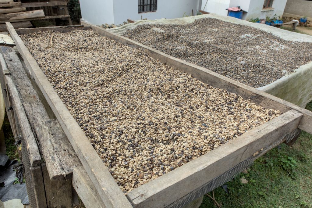 Different grades of rejected coffee beans sorted on tables on a coffee farm in Tanzania
