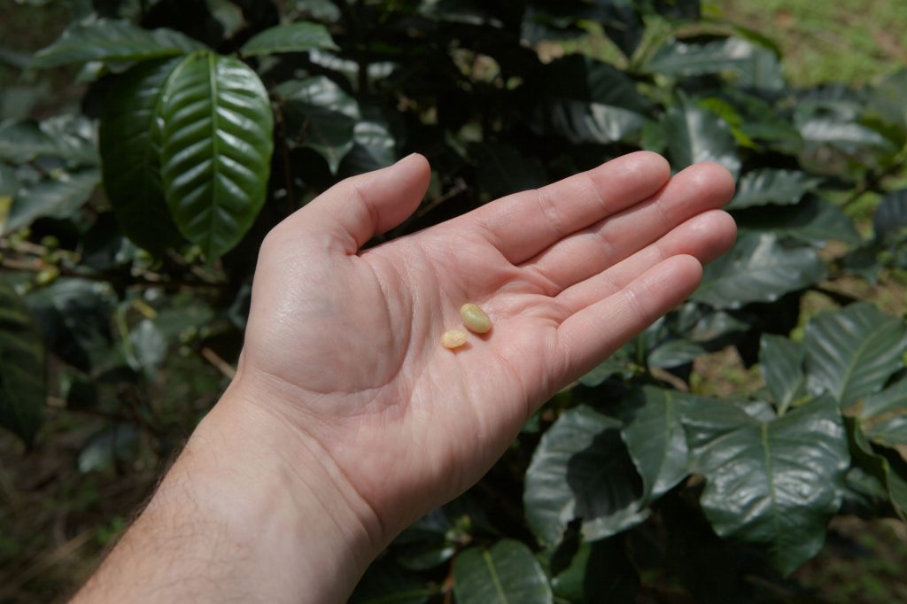 Beans from freshly picked coffee fruit after manual de-pulping, Meru, Tanzania