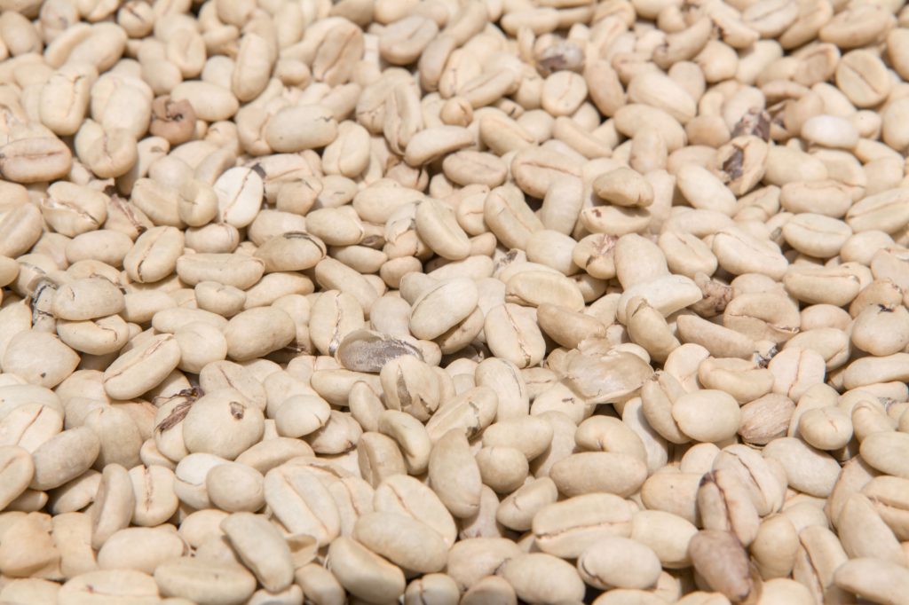 Sorted high-quality coffee beans laid out for drying, Meru, Tanzania