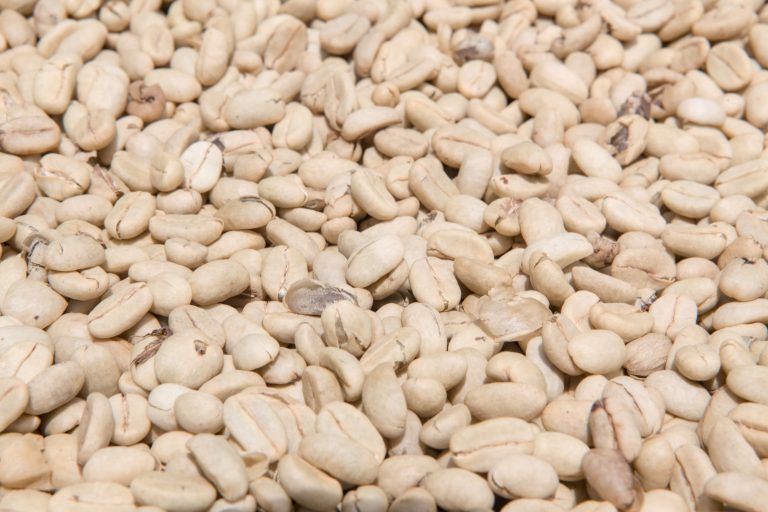 Sorted high-quality coffee beans laid out for drying, Meru, Tanzania
