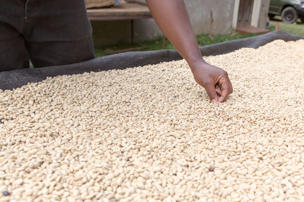 Manual sorting of dried coffee beans for quality control, Meru, Tanzania