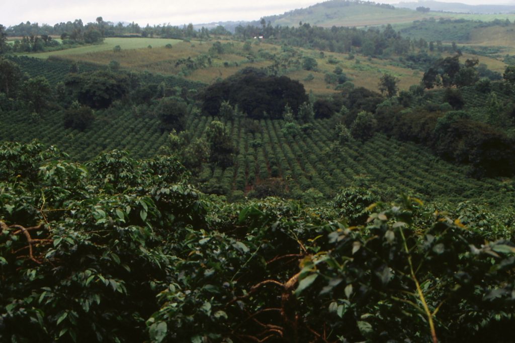 Coffee — Coffee plantation at Gibb's Farm, Karatu, Tanzania