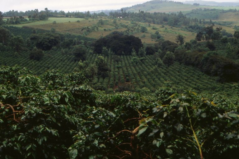 Coffee plantation at Gibb's Farm, Karatu, Arusha Region, Tanzania