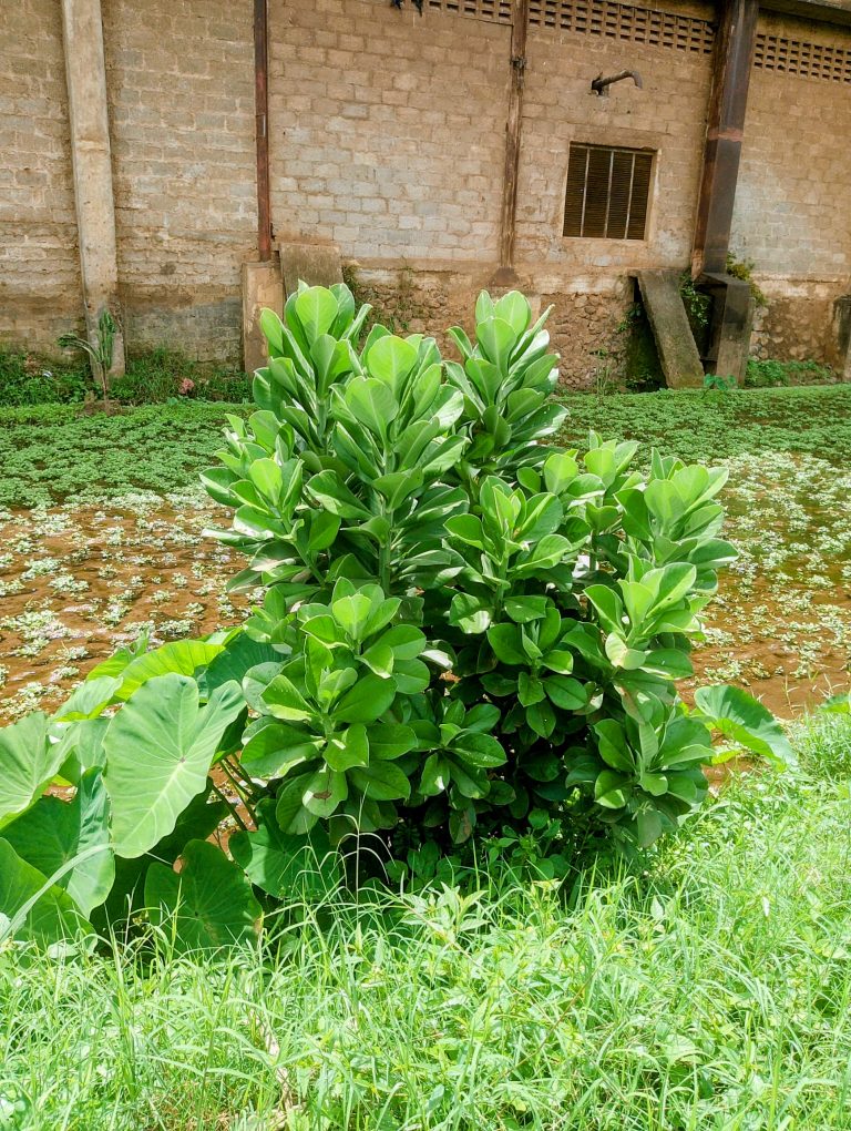 Wild cotton plant growing near Moshi, Kilimanjaro Region, Tanzania