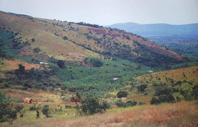 Banana cultivation near Bugene, Karagwe District, Kagera Region, Tanzania