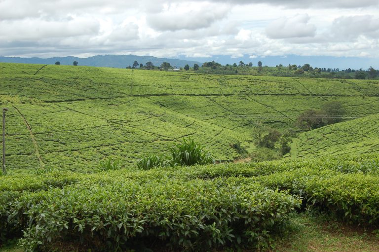 Tea fields at Tukuyu town, Rungwe District, Mbeya Region, Tanzania