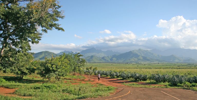 Farmer walking toward sisal plantations with the Uluguru Mountains in the background, Morogoro Region, Tanzania