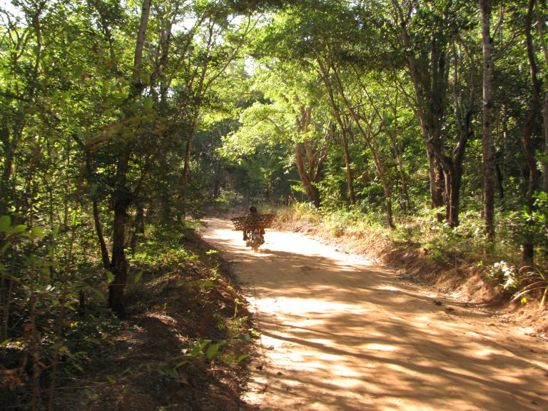 Road through miombo woodland on the Makonde Plateau near Ndanda, Masasi District, Mtwara Region, Tanzania