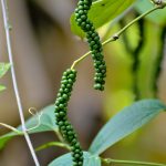 Unripe black pepper berries (peppercorns) on the vine