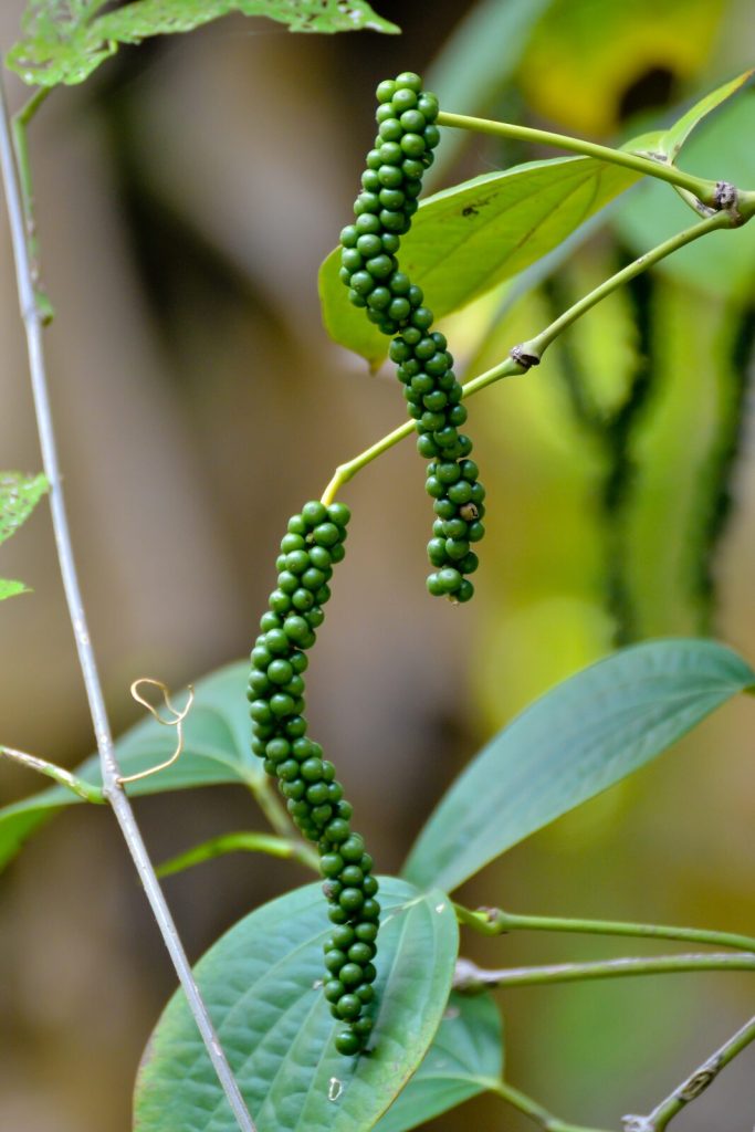 Unripe black pepper berries (peppercorns) on the vine