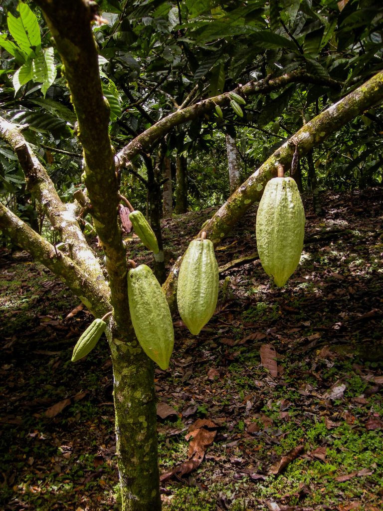 Cacao pods growing directly on a tree trunk