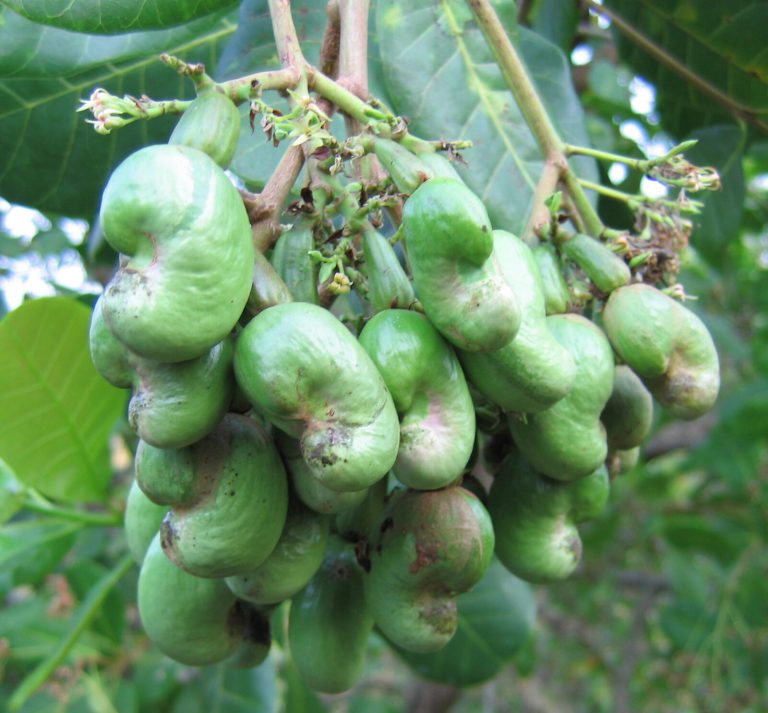 Cluster of young cashew nuts still attached to the tree