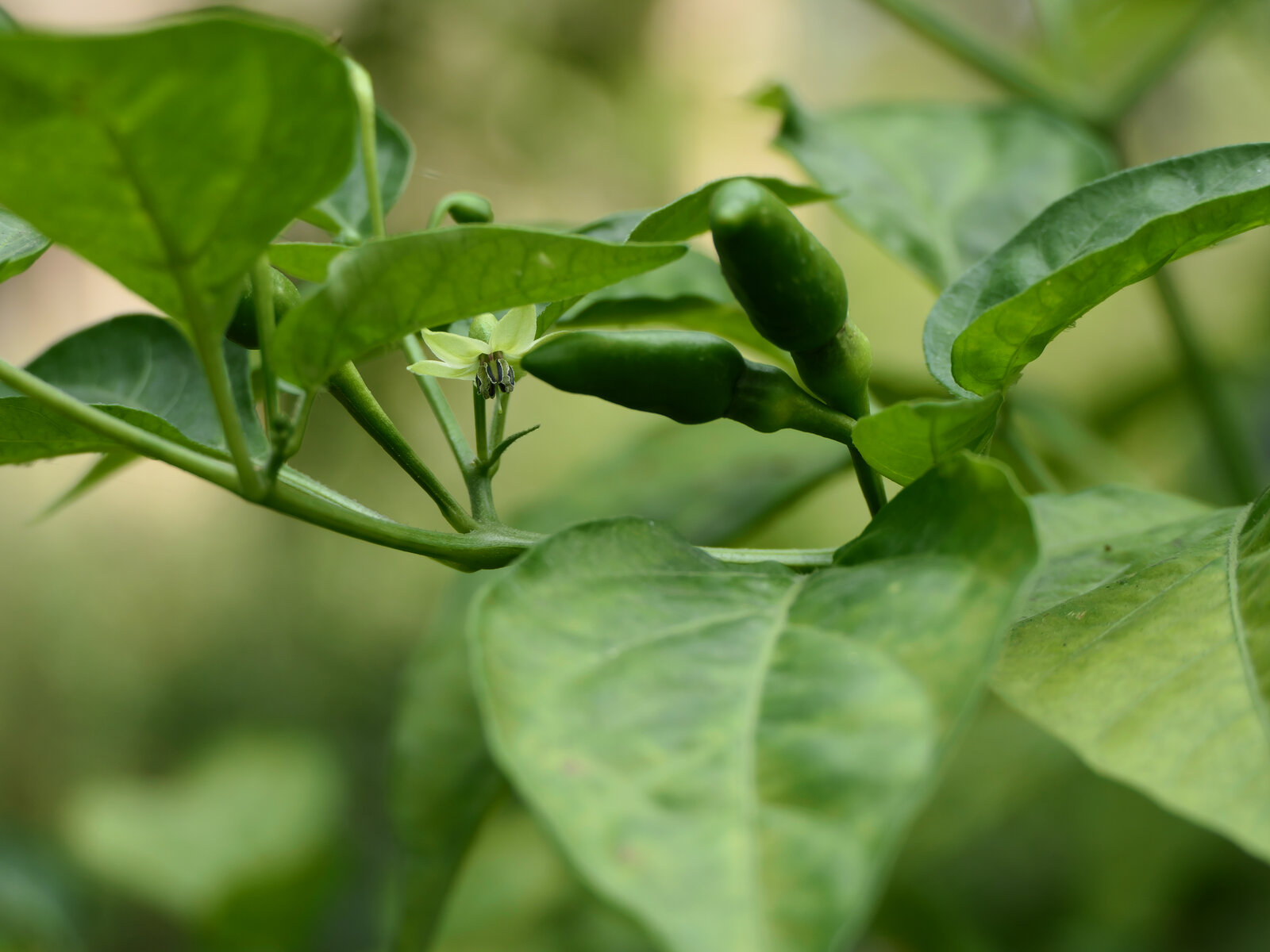 Fresh Piri Piri chilli peppers (Capsicum frutescens 'Piri Piri') on the plant — illustrative photo taken in Thane, India; no Tanzania-specific chilli photograph is currently available under an open license