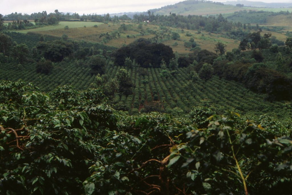 Coffee plants growing on a farm in Arusha Region, Tanzania