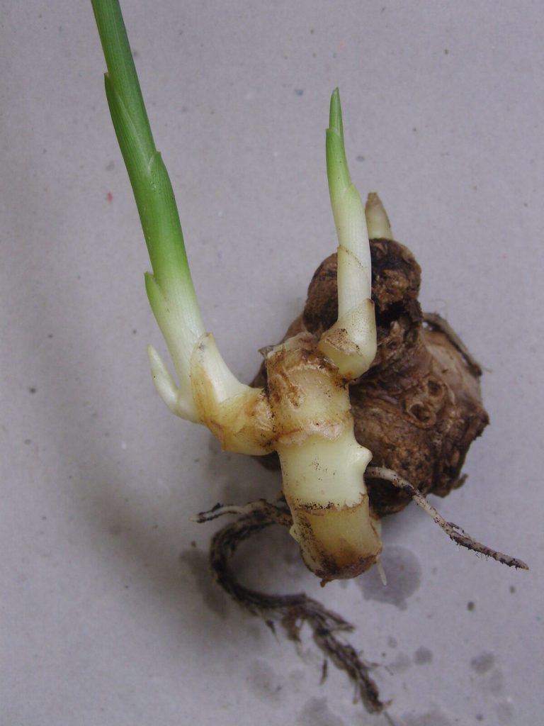 Fresh ginger rhizome