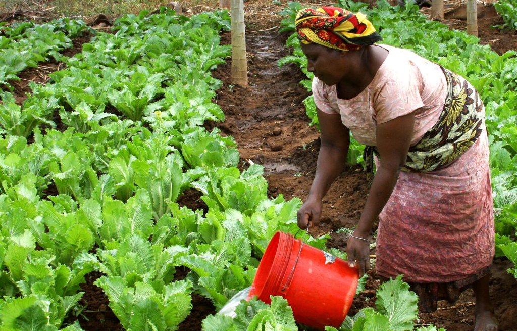 A farmer hand-watering vegetable crops on a smallholder farm in Tanzania