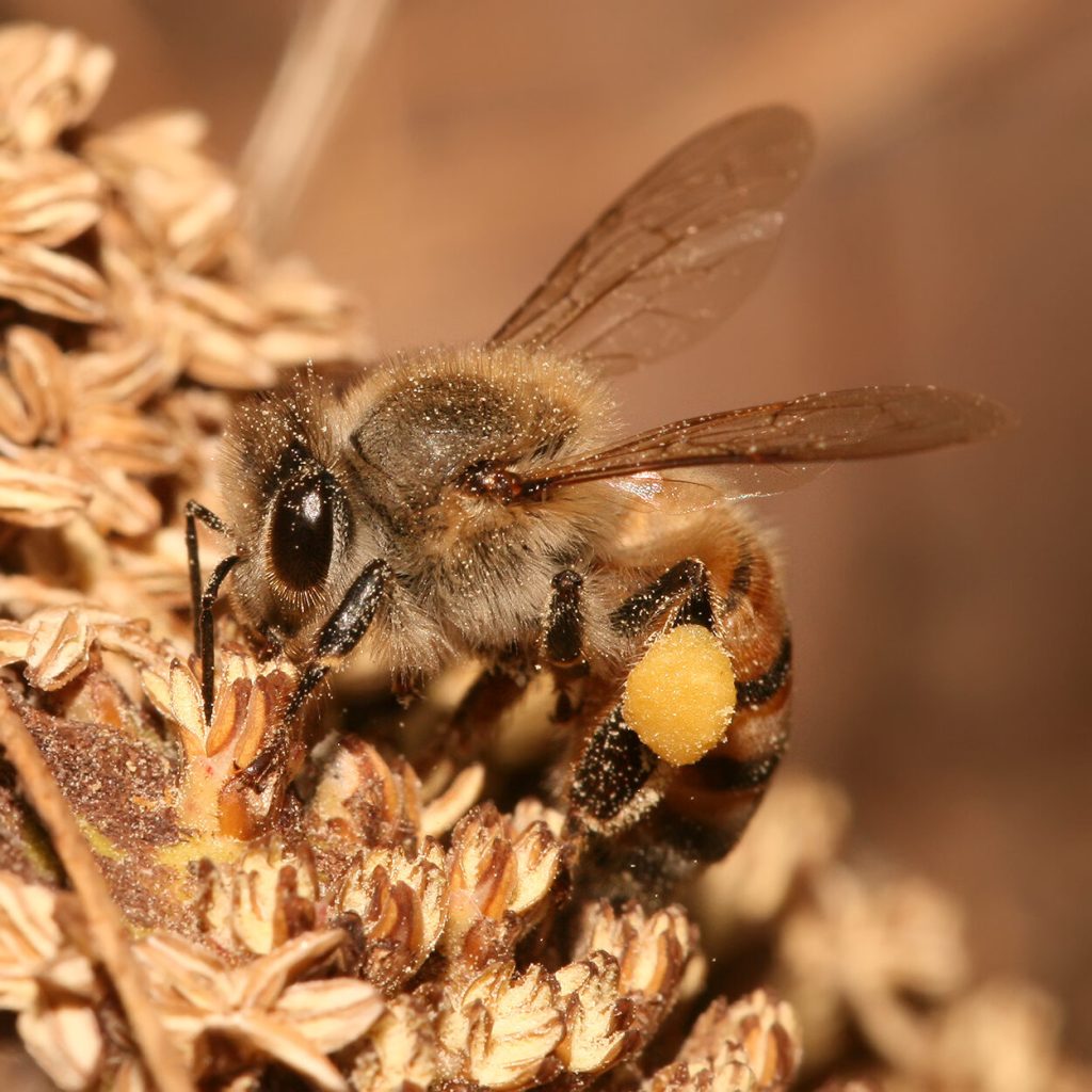 Close-up of a honey bee with visible pollen baskets, photographed in Tanzania