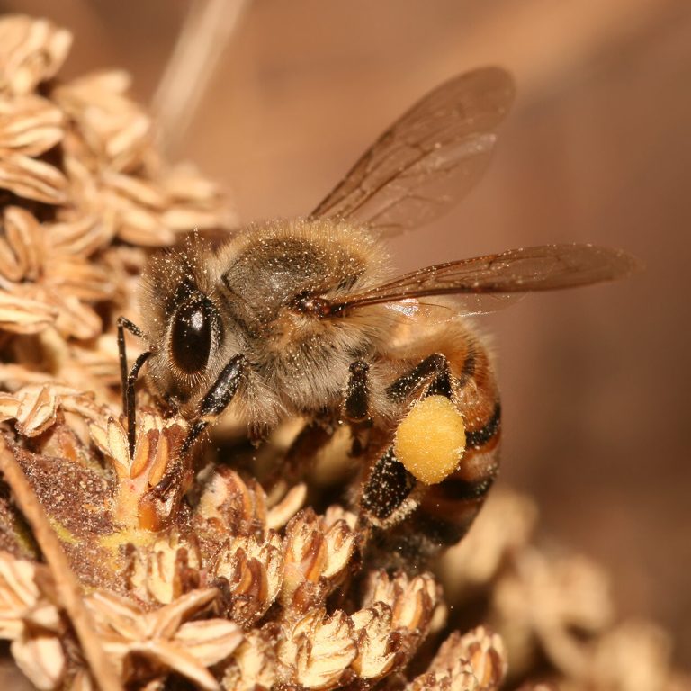 Close-up of a honey bee with visible pollen baskets, photographed in Tanzania