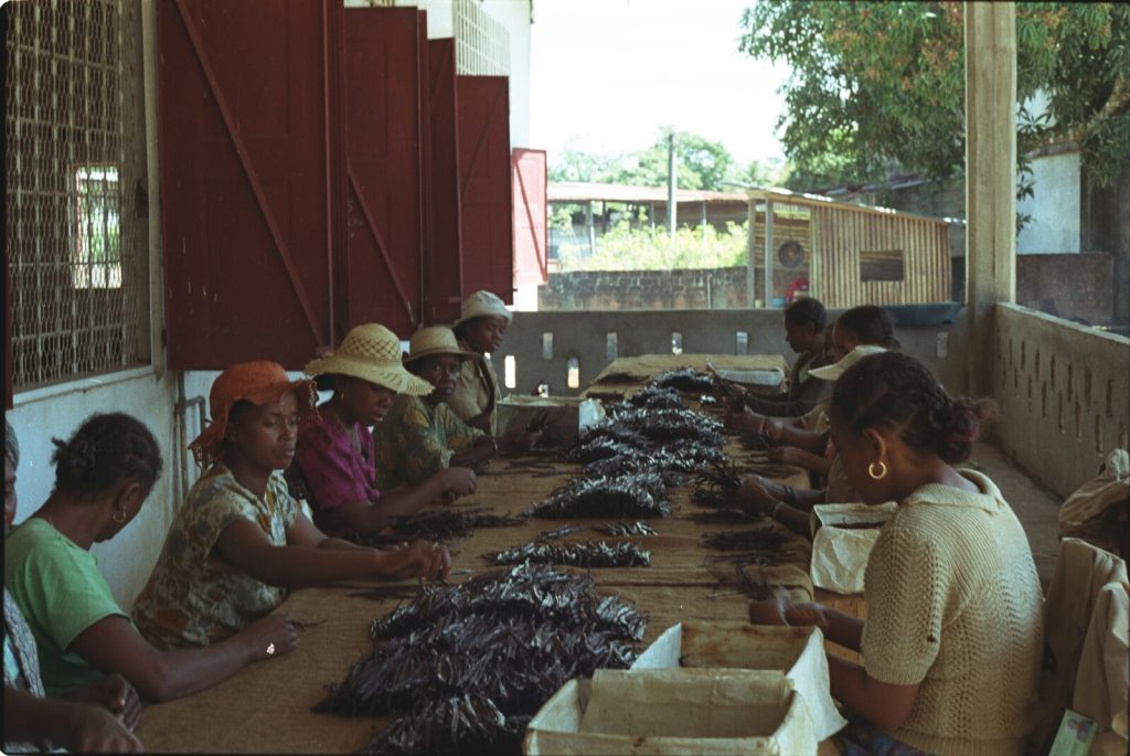 Workers grading cured vanilla beans by hand