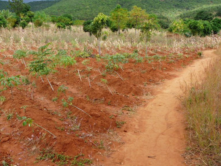 Smallholder field on a hillside near Songea, Ruvuma Region, southern Tanzania