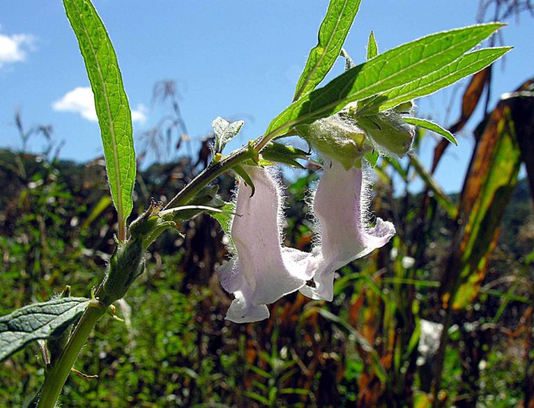 Sesame plant flower photographed near Liparamba, southern Tanzania, close to the Mozambique border