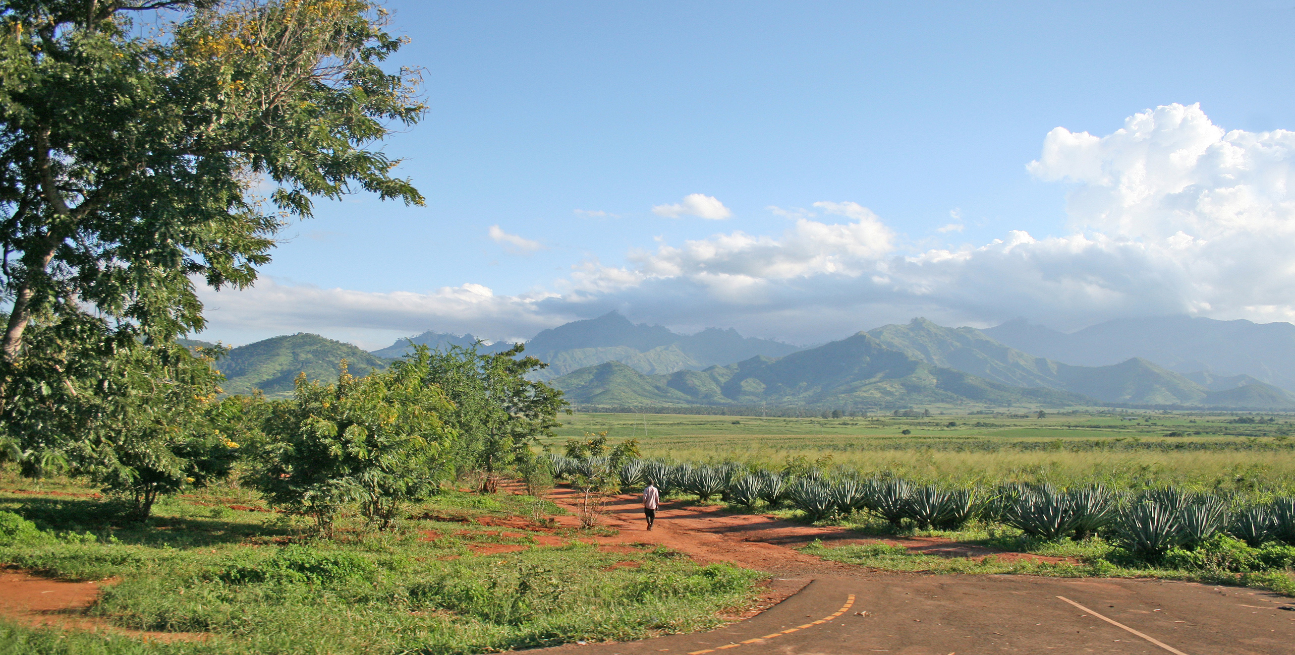 Sisal — Sisal plantations in the foreground with the Uluguru Mountains in the background, near Morogoro, Tanzania -- the file's own description and category (Sisal production in Tanzania) confirm this location; EXIF description embedded in the original photo independently corroborates "sisal plantations...Uluguru Mountains...farmer walk."