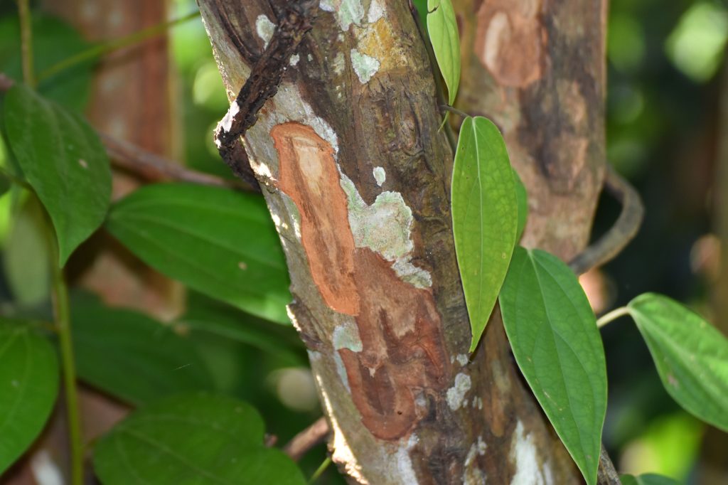 Cinnamon tree with bark scraped off, exposing the inner bark used to produce the spice, Zanzibar