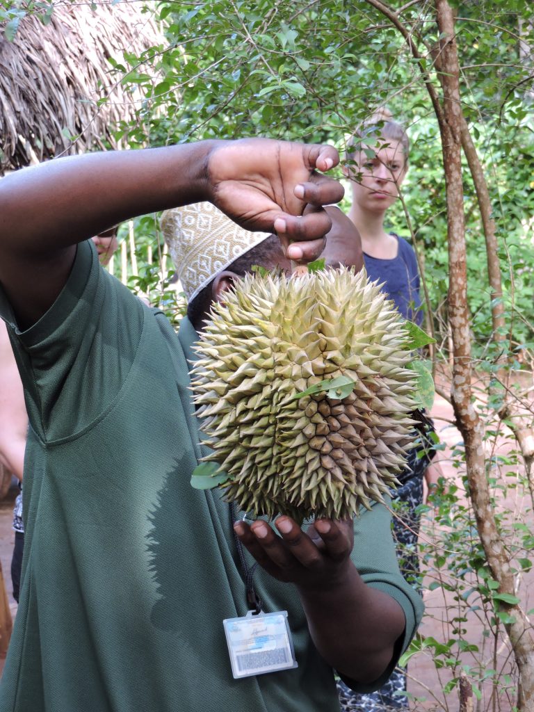 Spice-farm tour scene, Zanzibar (specific plant not identified by source)