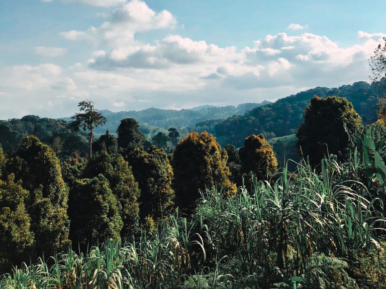 Clove trees growing in Kisiwani Ward, Muheza District, Tanga Region, Tanzania