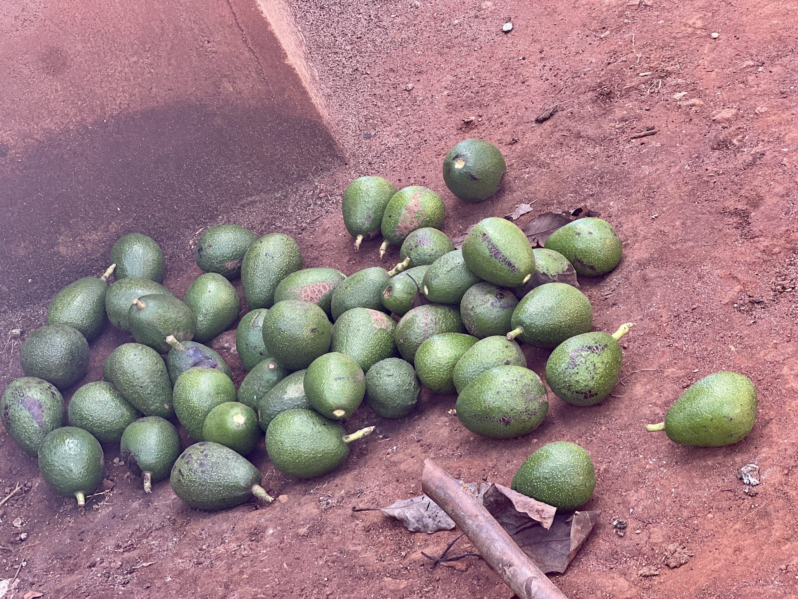 Freshly harvested avocados collected after picking, Kenya