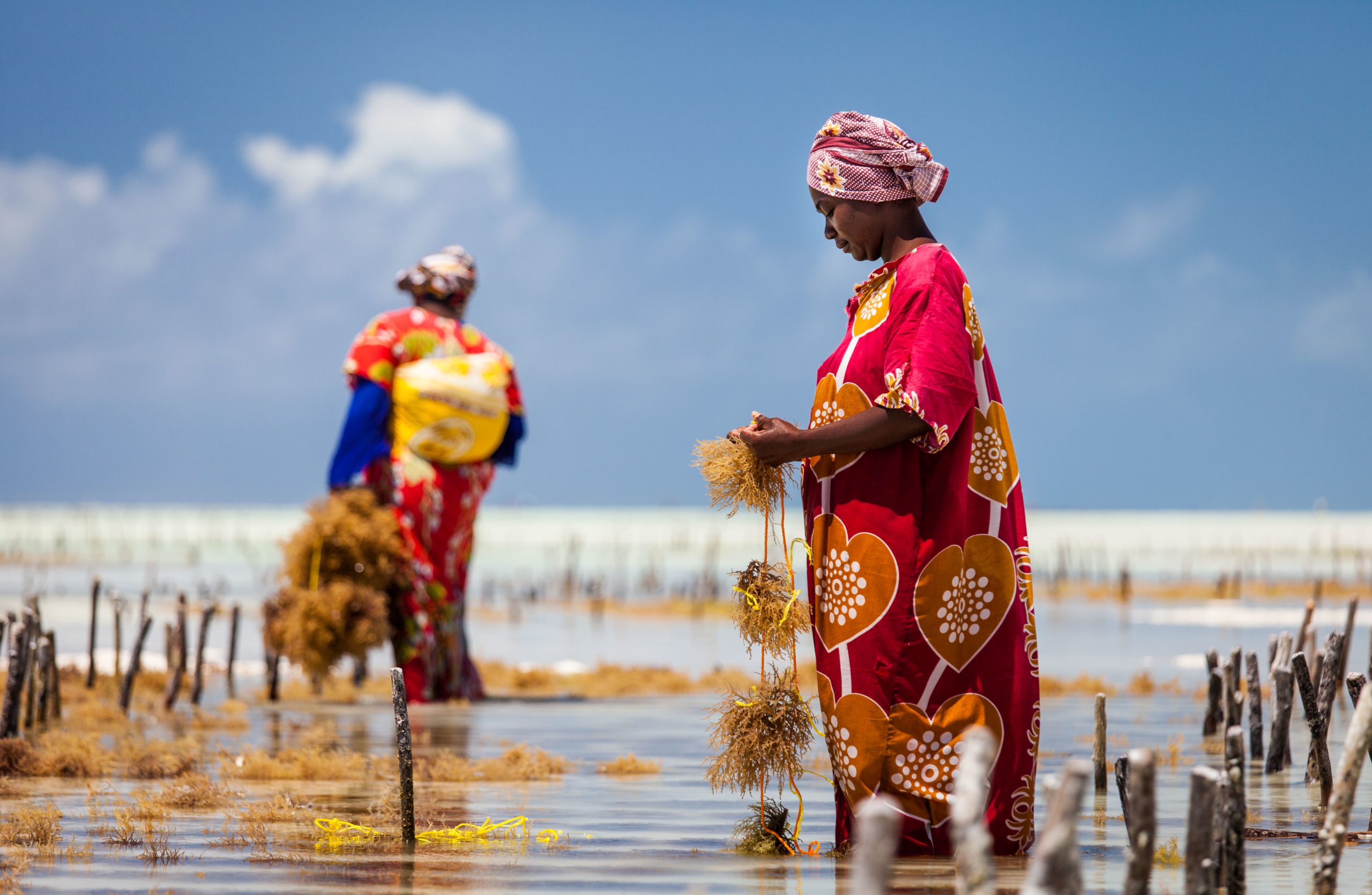 Women harvesting seaweed (mwani) at low tide from organized rope-lines, Jambiani, Zanzibar (Unguja), Tanzania