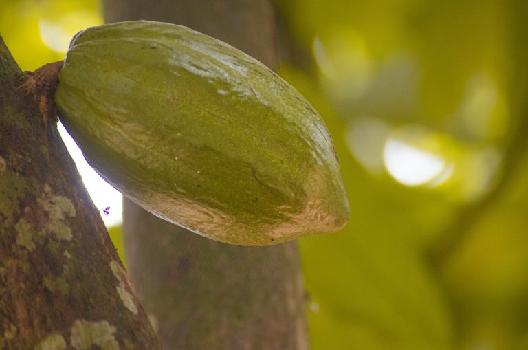 Cocoa pods growing at a spice farm in Zanzibar — a demonstration planting, not mainland Tanzania's commercial cacao belt (Kigoma)