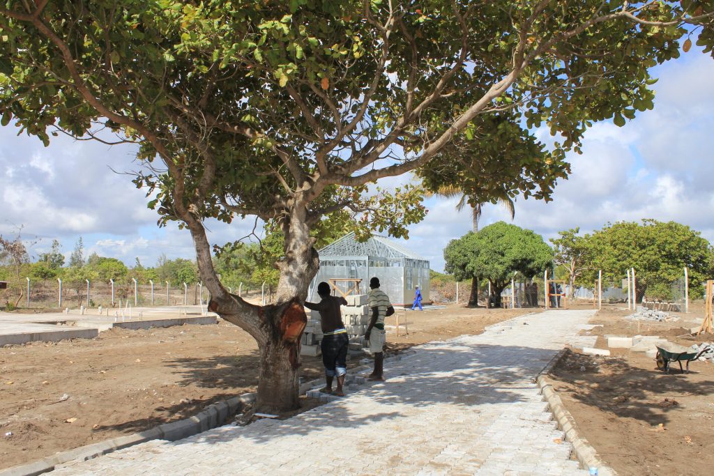 Cashew tree (Anacardium occidentale), Temeke, Dar es Salaam — an urban tree, not the Mtwara/Lindi commercial cashew belt