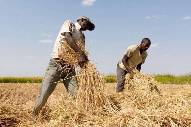 Farmers hand-clearing a rice field near Igunga, Tabora Region, Tanzania