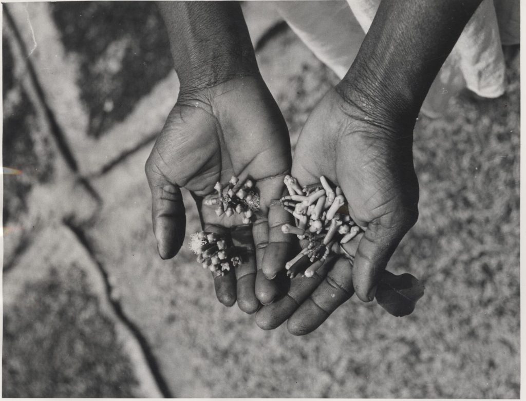 Clove harvest laid out to dry in a village on Pemba Island, Zanzibar (archival photo, 1964)