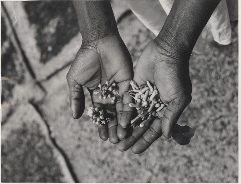 Clove harvest laid out to dry in a village on Pemba Island, Zanzibar (archival photo, 1964)