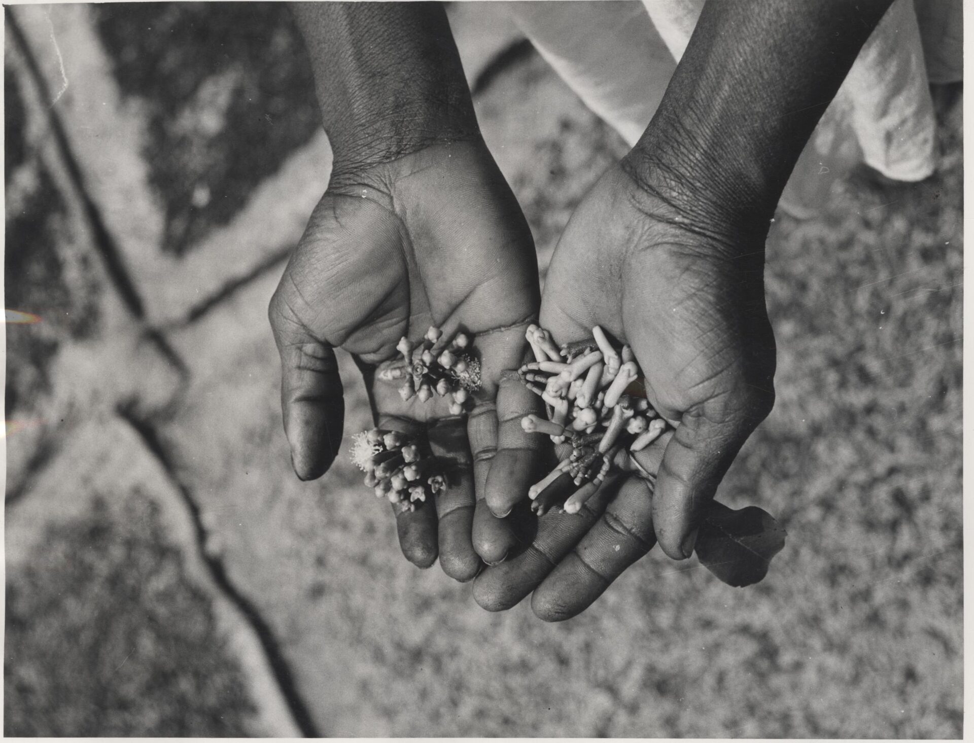Clove — Clove harvest laid out to dry in a village on Pemba Island, Zanzibar (archival photo, 1964)