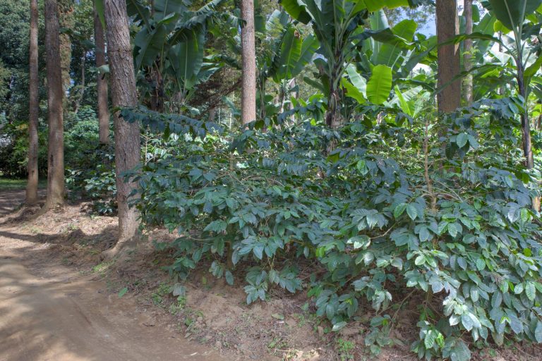 Coffee plant beside a footpath, Nkoaranga, Kilimanjaro Region, Tanzania
