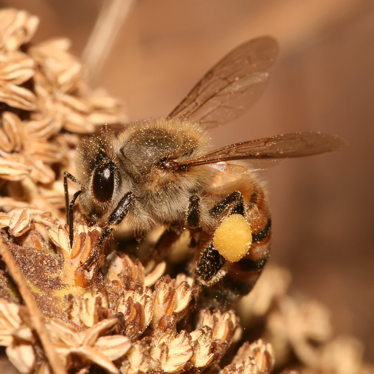 Honey — Honeybee (Apis mellifera) with pollen baskets, Dar es Salaam, Tanzania — a macro bee photo, not a hive/apiary scene