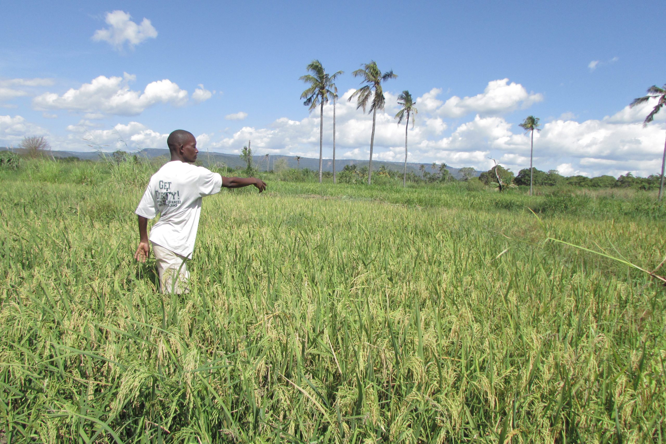 Tanzanian farmer standing in his maturing rice field, Ndanda, Mtwara Region, Tanzania