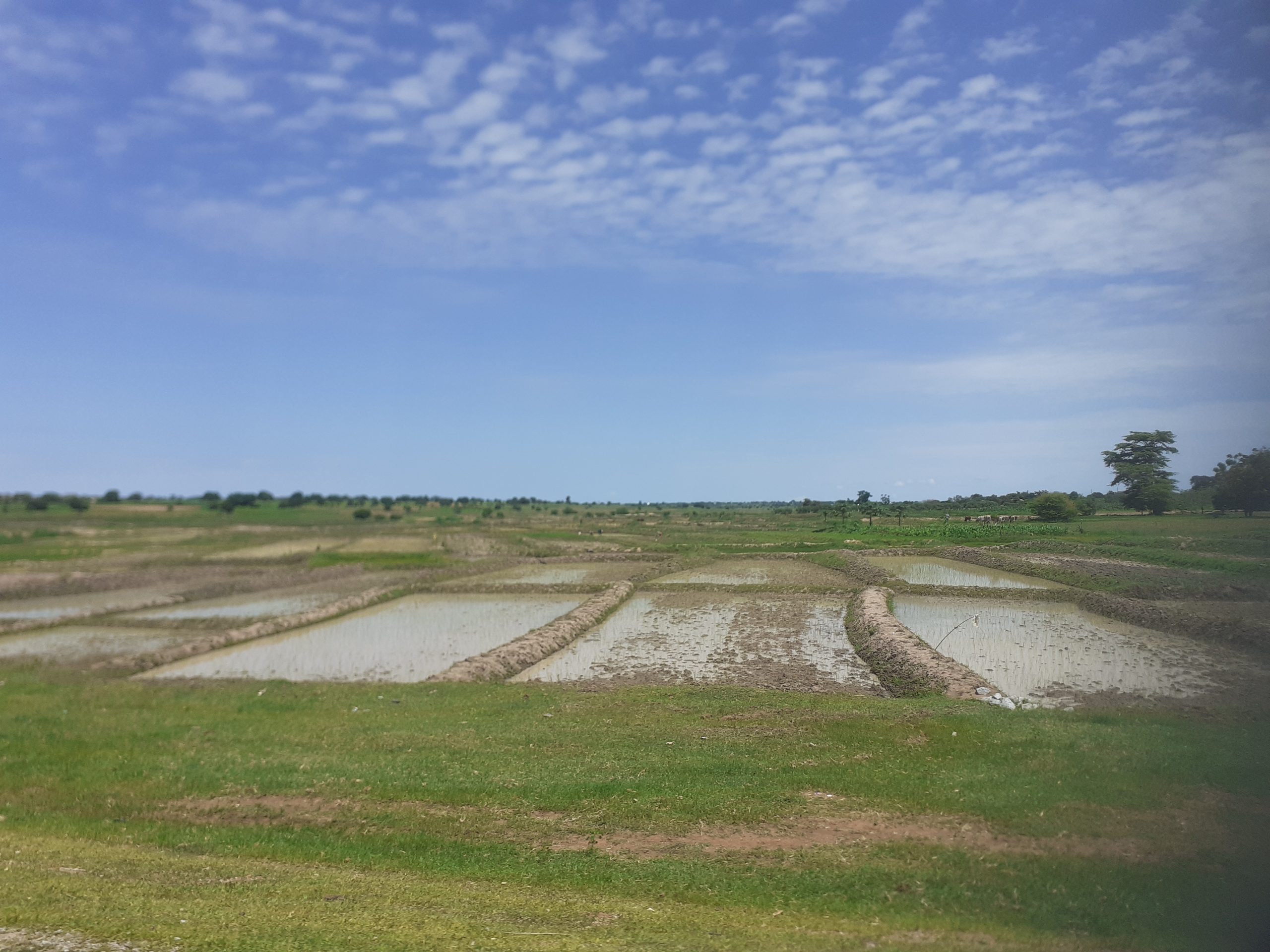 Rice paddy field landscape along the B3 road, Tabora Region, Tanzania