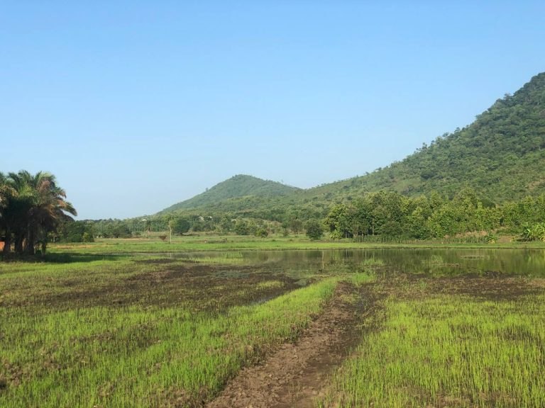 Paddy rice fields with hills in the background, Morogoro Region, Tanzania