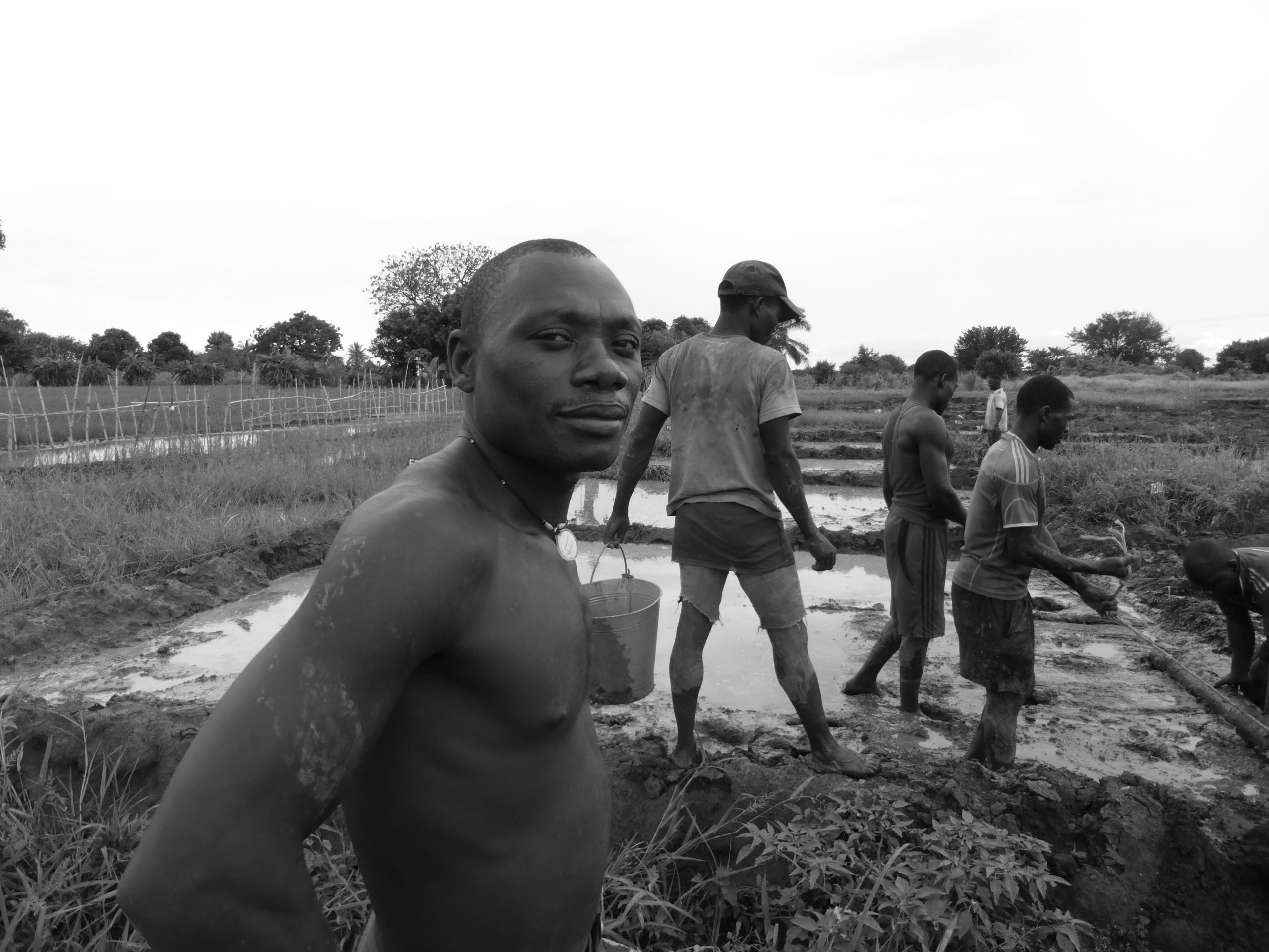 Farmers puddling and leveling a flooded rice paddy field ahead of planting, Kilombero Valley, Morogoro Region, Tanzania