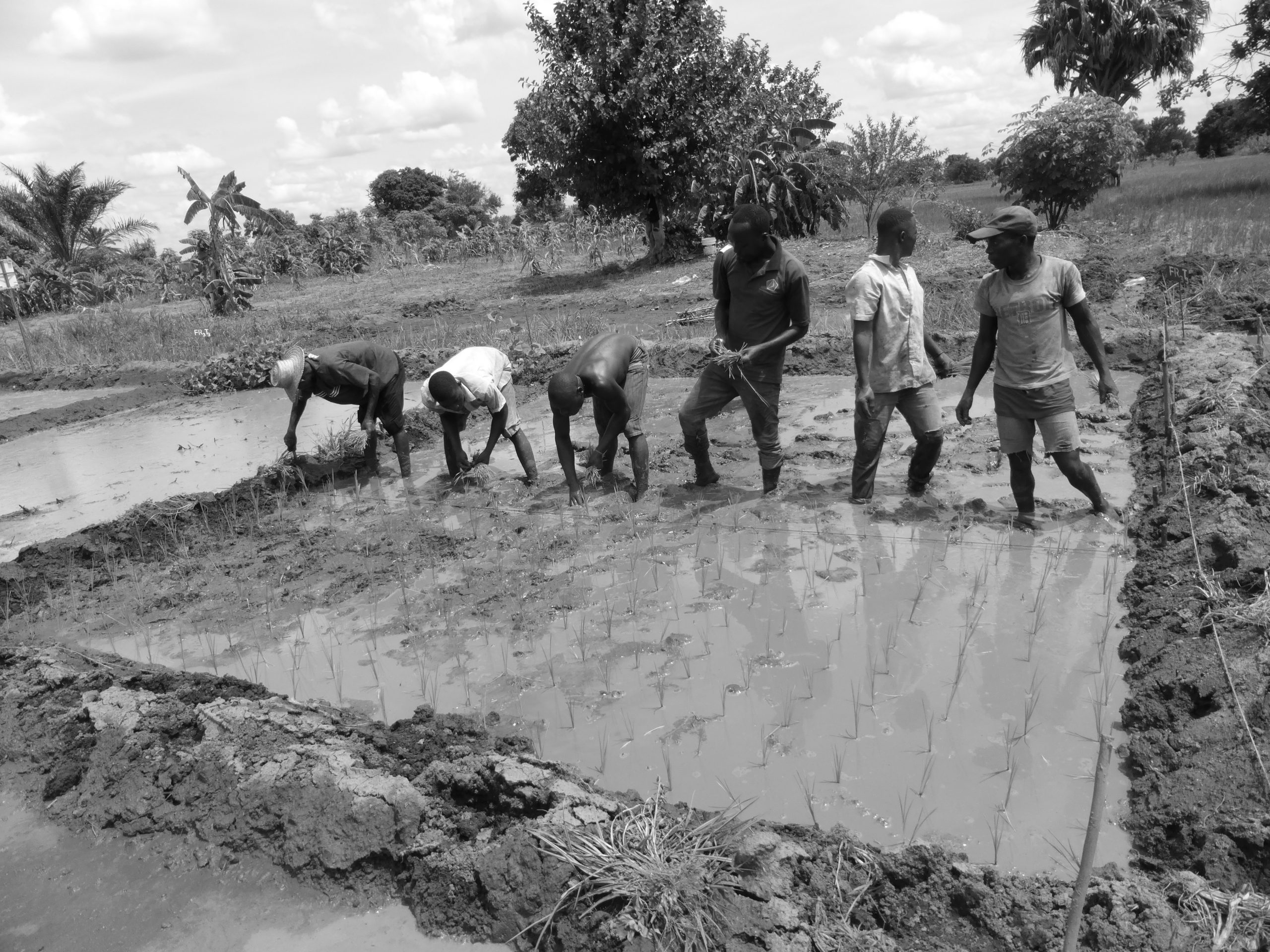 Farmers transplanting rice seedlings into a flooded paddy, Kilombero Valley, Morogoro Region, Tanzania