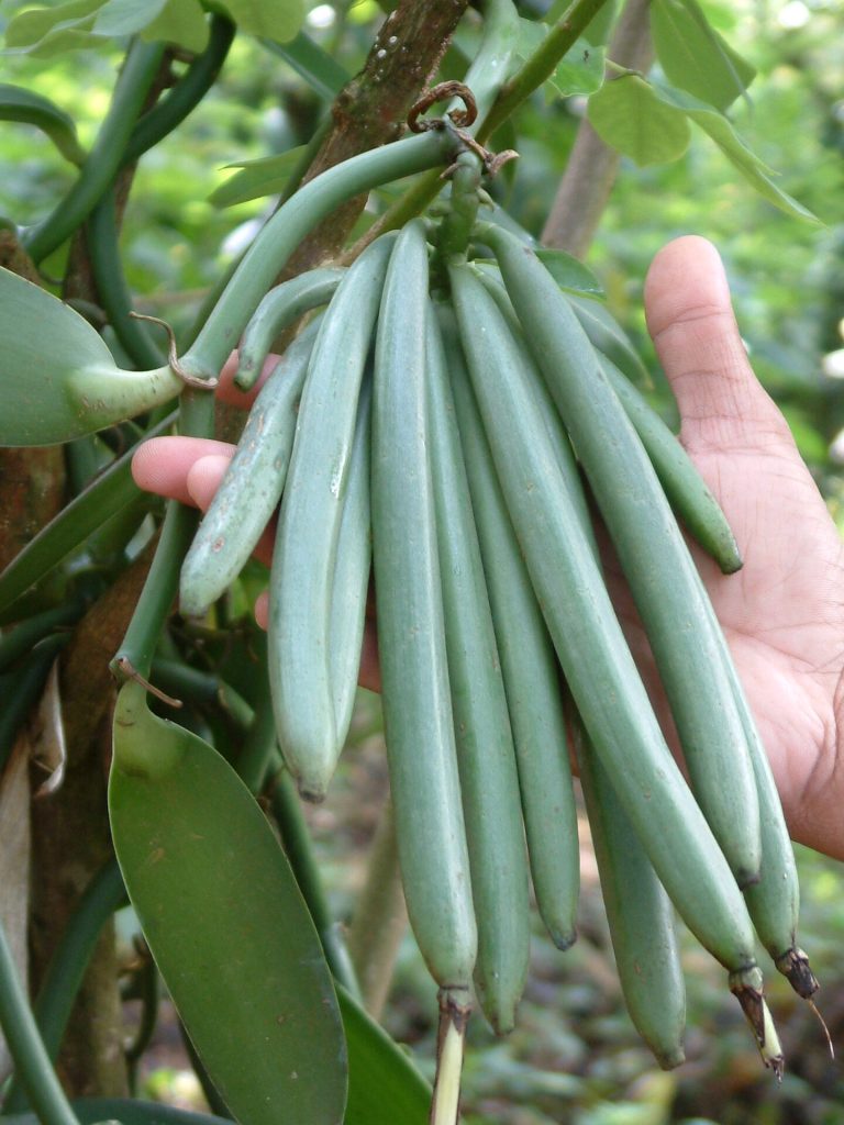 Cured vanilla beans/pods — illustrative photo from Kerala, India; no Tanzania-specific vanilla photograph is currently available under an open license